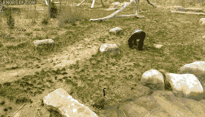 Acid Gifdump, March 23, 2016 (25 gifs)