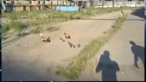 Acid Gifdump, March 29, 2016 (25 gifs)