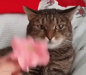 Acid Gifdump, March 29, 2016 (25 gifs)