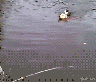 Acid Gifdump, April 08, 2016 (25 gifs)