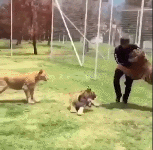 Acid Gifdump, April 08, 2016 (25 gifs)