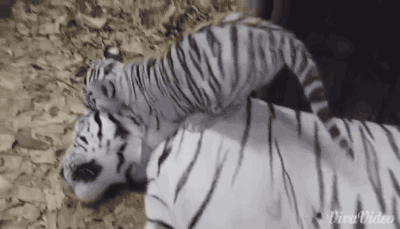 Acid Gifdump, April 08, 2016 (25 gifs)