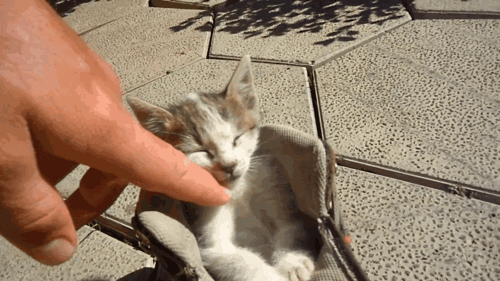 Acid Gifdump, April 13, 2016 (25 gifs)