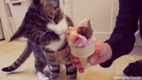 Acid Gifdump, April 13, 2016 (25 gifs)