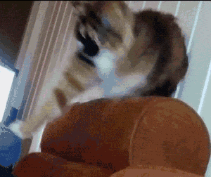 Acid Gifdump, April 13, 2016 (25 gifs)