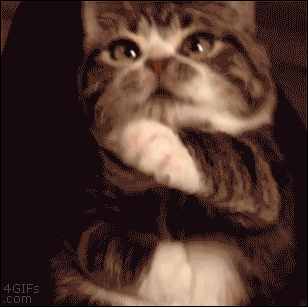 25 Funny & Cute Cat GIFs