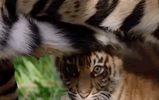 Acid Gifdump, May 2, 2016 (25 gifs)