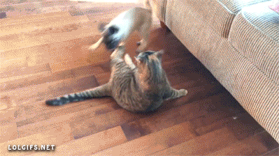 Acid Gifdump, May 2, 2016 (25 gifs)