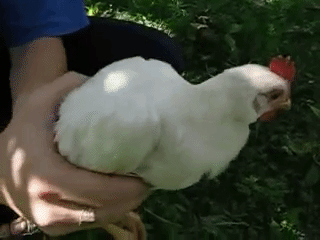 Acid Gifdump, May 4, 2016 (25 gifs)