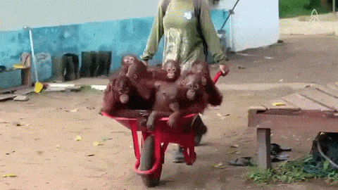 Acid Gifdump, June 7, 2016 (25 gifs)