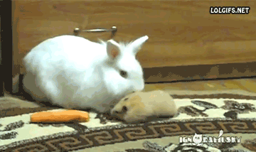Acid Gifdump, June 7, 2016 (25 gifs)