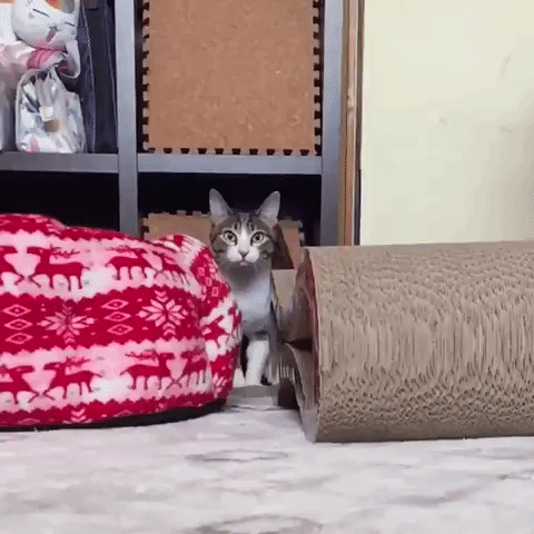 Acid Gifdump, June 7, 2016 (25 gifs)
