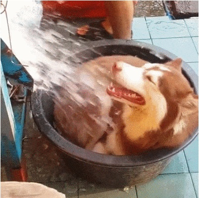 Acid Gifdump, June 16, 2016 (25 gifs)