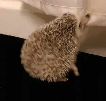 Acid Gifdump, June 23, 2016 (25 gifs)