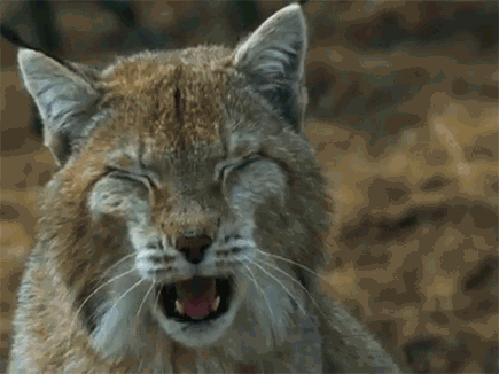 Acid Gifdump, June 23, 2016 (25 gifs)
