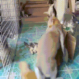 Acid Gifdump, June 23, 2016 (25 gifs)