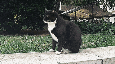 Acid Gifdump, June 23, 2016 (25 gifs)