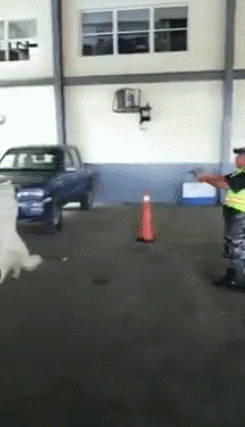 Acid Gifdump, June 23, 2016 (25 gifs)