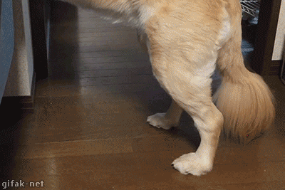 Acid Gifdump, July 4, 2016 (25 gifs)