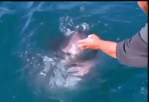Acid Gifdump, July 4, 2016 (25 gifs)