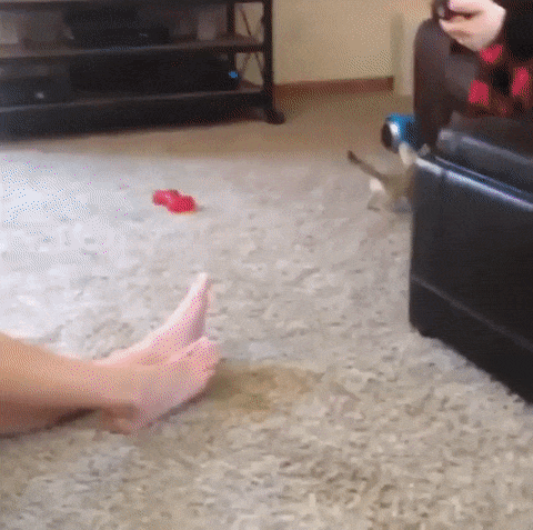 Acid Gifdump, July 4, 2016 (25 gifs)