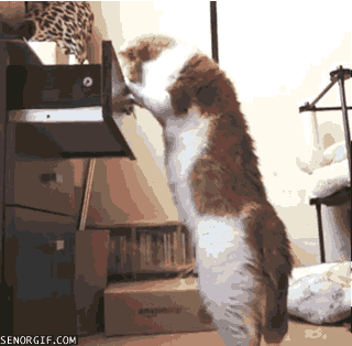 Acid Gifdump, July 6, 2016 (25 gifs)