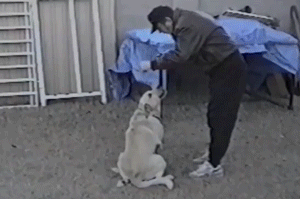 Acid Gifdump, July 6, 2016 (25 gifs)
