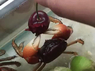 Acid Gifdump, July 6, 2016 (25 gifs)