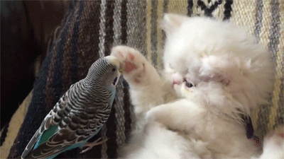 Acid Gifdump, July 6, 2016 (25 gifs)