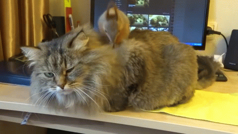 Acid Gifdump, July 6, 2016 (25 gifs)