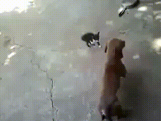 Acid Gifdump, July 6, 2016 (25 gifs)