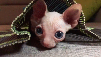 Acid Gifdump, July 6, 2016 (25 gifs)