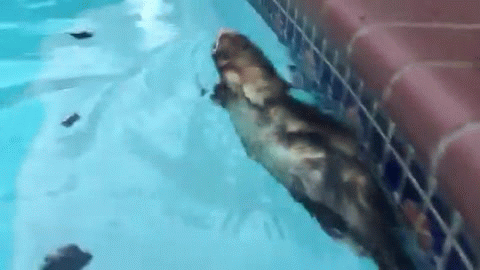 Acid Gifdump, July 6, 2016 (25 gifs)