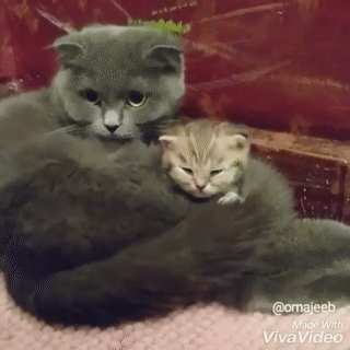 Acid Gifdump, July 6, 2016 (25 gifs)