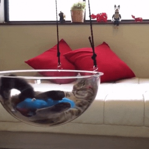 Acid Gifdump, August 10, 2016 (25 gifs)