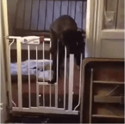 Acid Gifdump, August 15, 2016 (25 gifs)