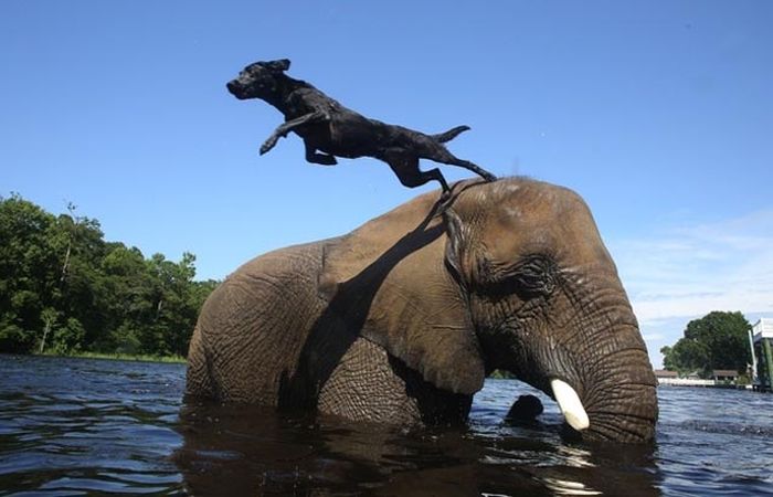 köpek, fil, arkadaşlık, dostluk