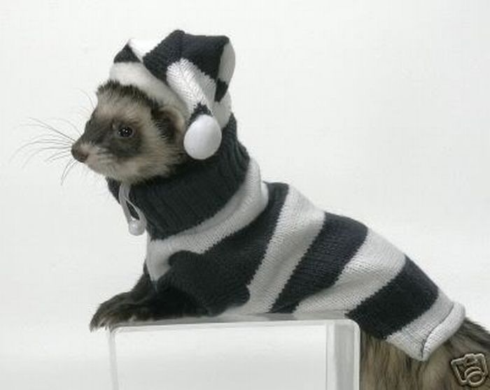 Ferrets in Sweaters (6 pics)