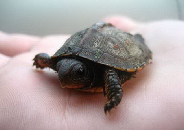 Tiny Turtle (13 pics)