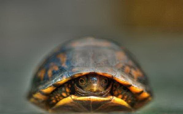 Tiny Turtle (13 pics)