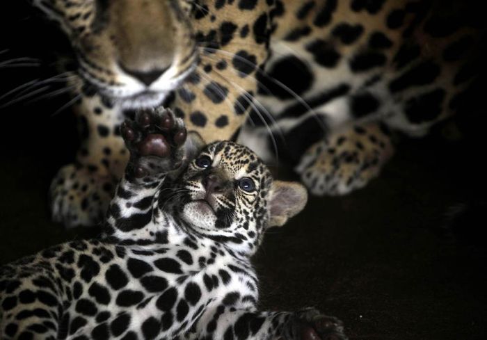 Animals with Babies (25 pics)