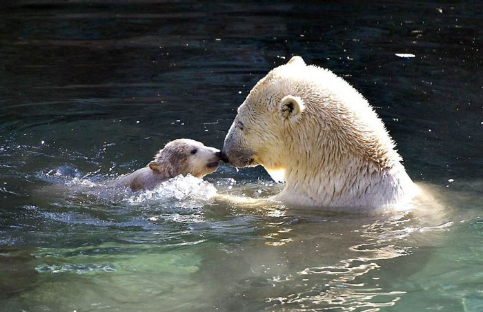 Animals with Babies (25 pics)