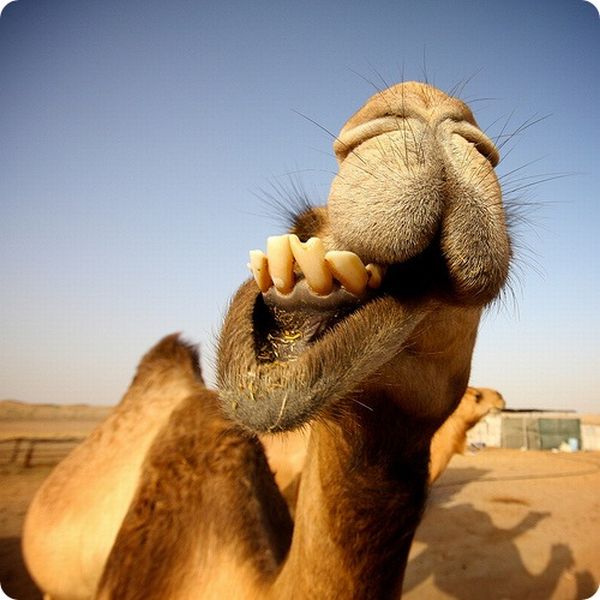 Funny Camels (20 pics)