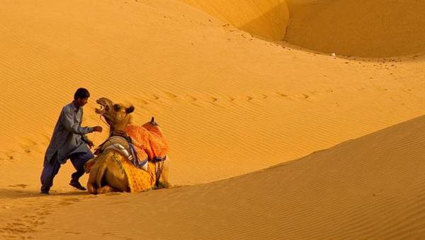 Funny Camels (20 pics)