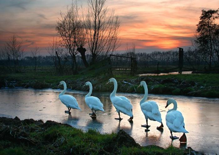 Swans (25 pics)
