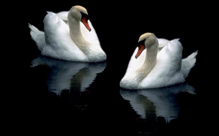 Swans (25 pics)