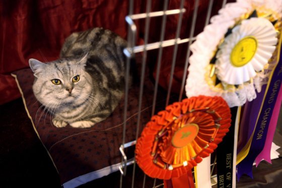 Cat Show in Britain (20 pics)