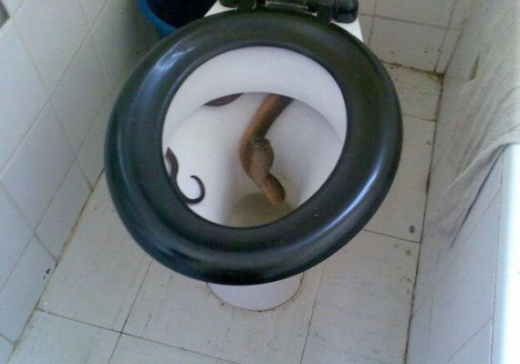 Surprise in an Indian Toilet (5 pics)