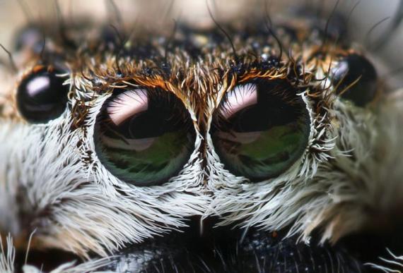 Big eyes animals (51 pics)