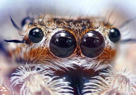 Big eyes animals (51 pics)
